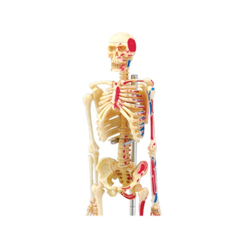 4D Menselijk Volledig Skelet A - Medical Lab Technology recensie en prijs